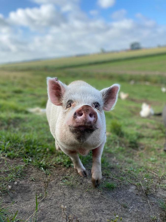 Appartamento “In Oans Oefje” Parel In De Polder! Lewedorp Esterno foto